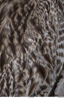 animal skin feather 0022